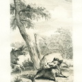 Le lion et l'âne chassant, II, 19